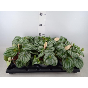 Peperomia