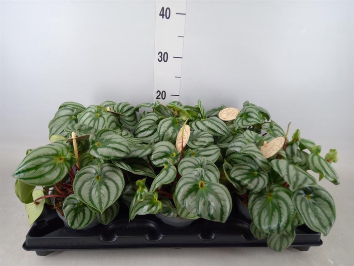 <h4>Peperomia</h4>
