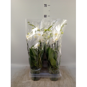 Phalaenopsis multi.   ...white