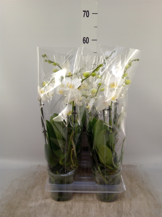 <h4>Phalaenopsis multi.   ...white</h4>