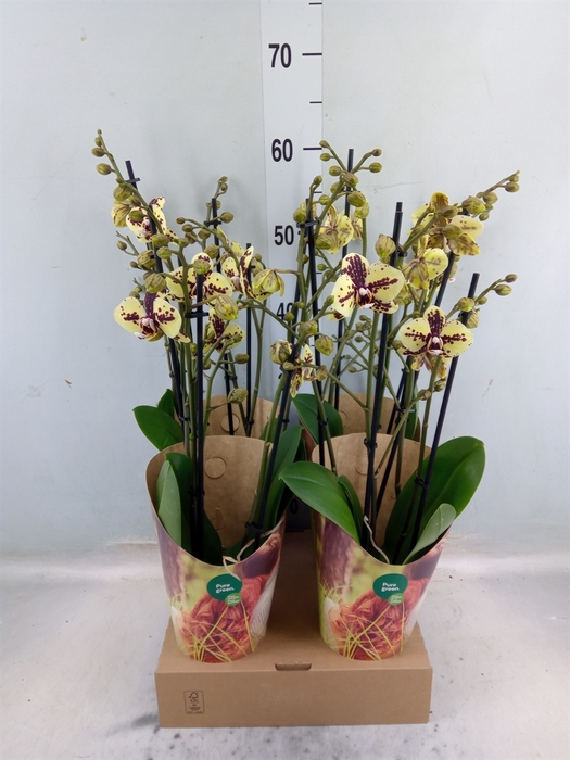 <h4>Phalaenopsis   ...yellow</h4>