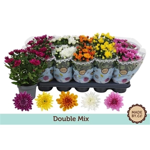Chrysant Double mix without yellow