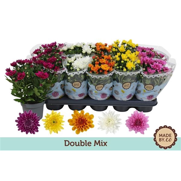<h4>Chrysant Double mix without yellow</h4>