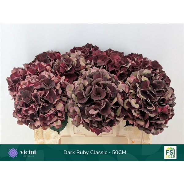 <h4>Hydr Dark Ruby Classic 50 cm Vicini</h4>