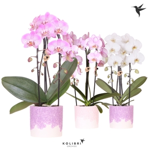 Kolibri Orchids Cascade Niagara Fall mix 2 spike in Bloom pot lila mix