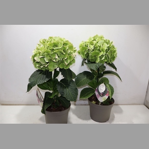 Hydr M Fusion Groen