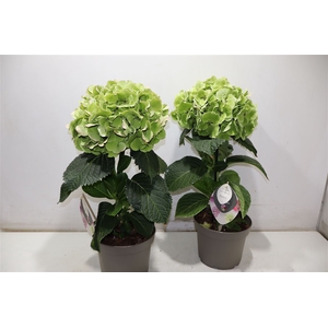 arr8 Hydr M Fusion Groen