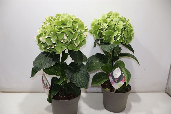 <h4>Hydr M Fusion Groen</h4>