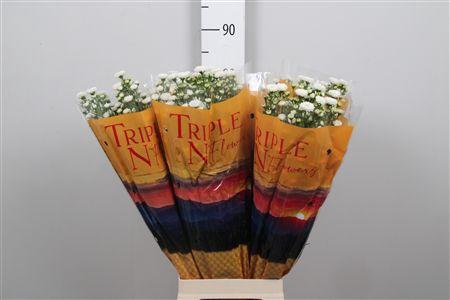 <h4>Ast Double White</h4>