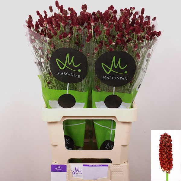 Sanguisorba Red Dream Marginpar