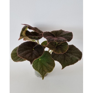 BEGONIA MASONIANA p12