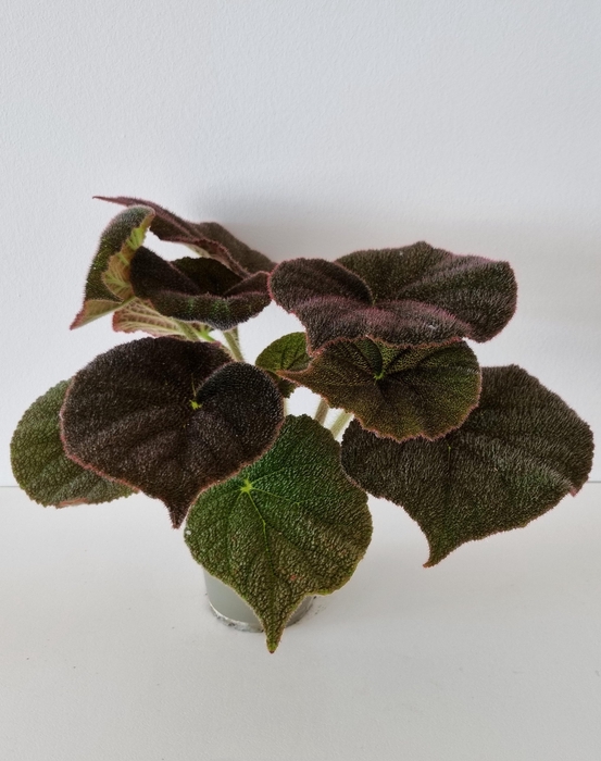 <h4>BEGONIA MASONIANA p12</h4>