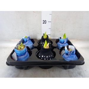 Hippeastrum   ...waxed