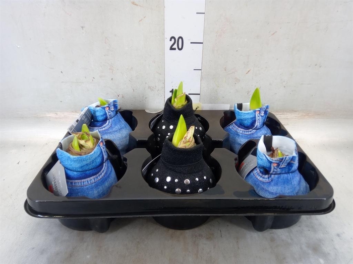 <h4>Hippeastrum ...waxed</h4>