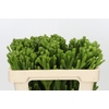 Kaaps Groen Albigreen
