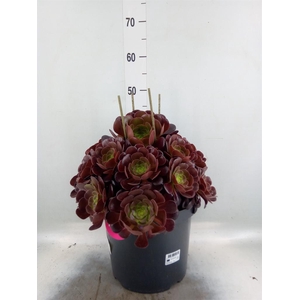 Aeonium arboreum 'Velours'