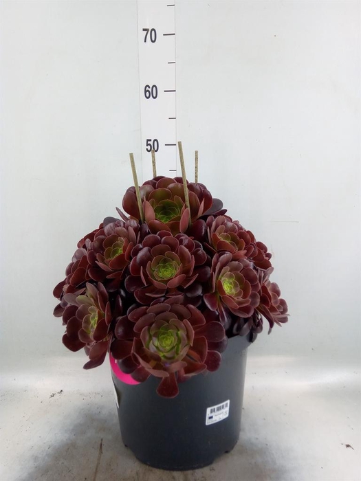 <h4>Aeonium arboreum 'Velours'</h4>