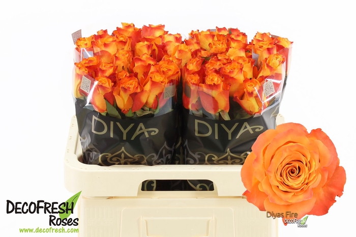 <h4>R Gr Diya's Fire</h4>