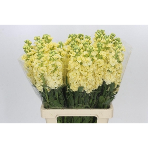 Matthiola Iron Yellow
