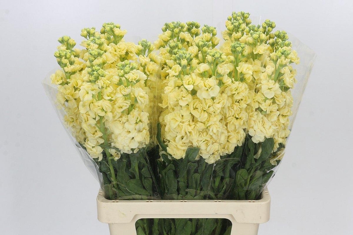 <h4>Matthiola Iron Yellow</h4>