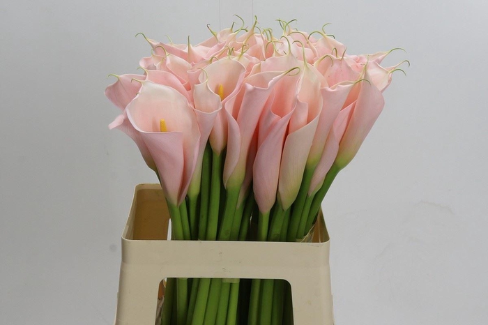 <h4>CALLA 'EYDOLLS SALMON'</h4>