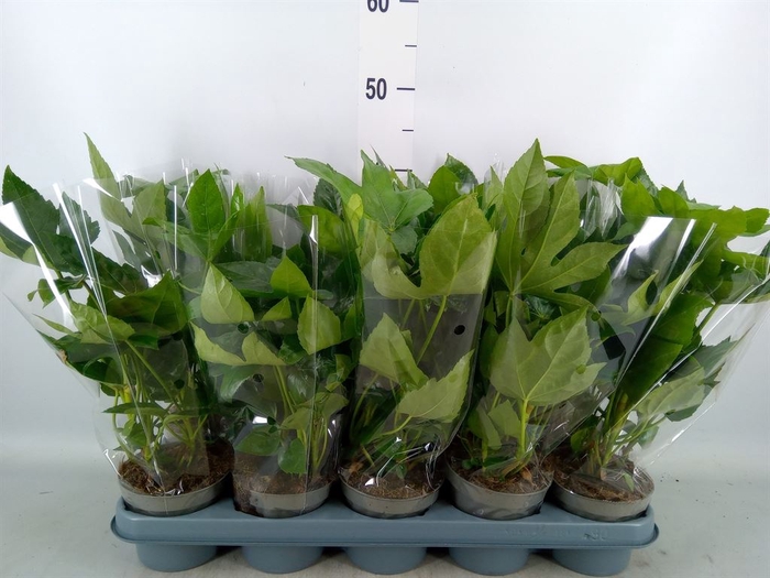 <h4>Fatsia japonica   ...</h4>