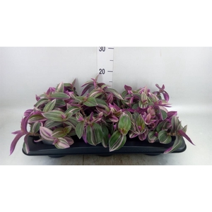 Tradescantia   ...