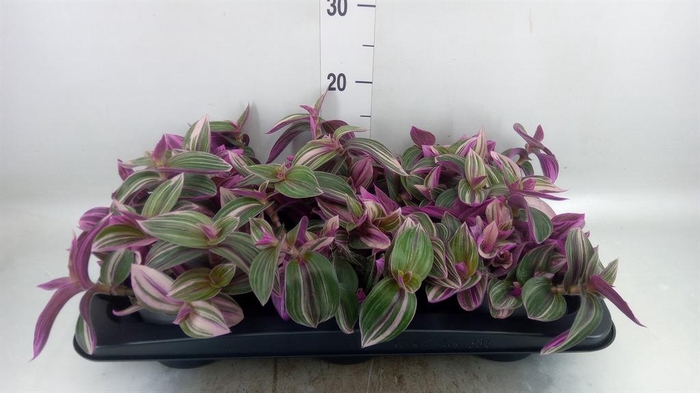 <h4>Tradescantia   ...</h4>