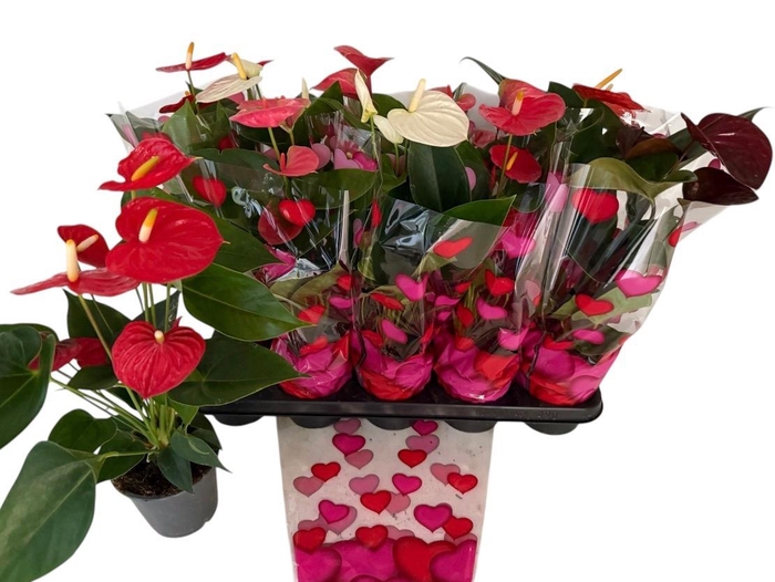 <h4>ANTHU AN GEM</h4>