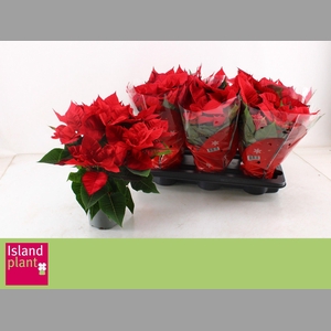 EUPHOR P CHR UNIVERS