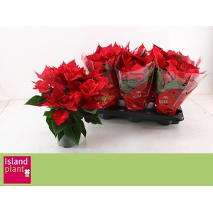 EUPHOR P CHR UNIVERS