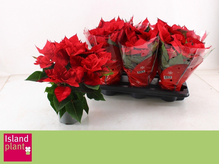 <h4>EUPHOR P CHR UNIVERS</h4>