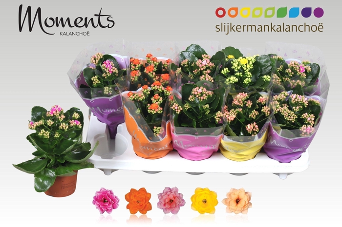 <h4>KAL GE GEM 5 KL</h4>