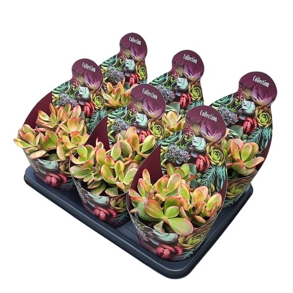 <h4>'CRASSUALA OVATA 'HUMMEL SUNSET' - POT Ø 14 - COLLECTION WITH POTCOVER (SUCCULENTEN)</h4>