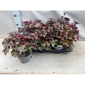 HEUCH MI PALACE PURP