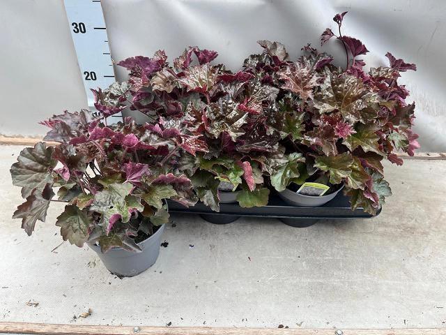 <h4>HEUCH MI PALACE PURP</h4>