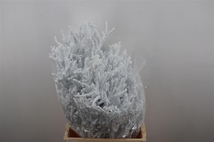 <h4>Bosbes Snow Grof 5x10 Tak Bunch</h4>