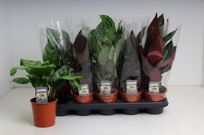 <h4>CALAT GEM 4 SRT</h4>