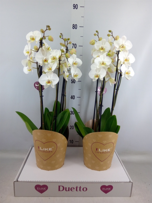 <h4>Phalaenopsis  'Ant Leeds'</h4>