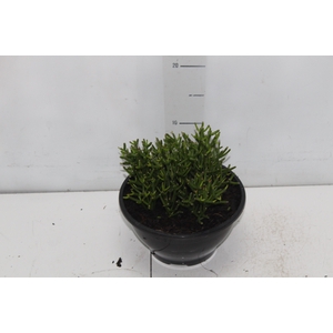 RHIPSALIS C18