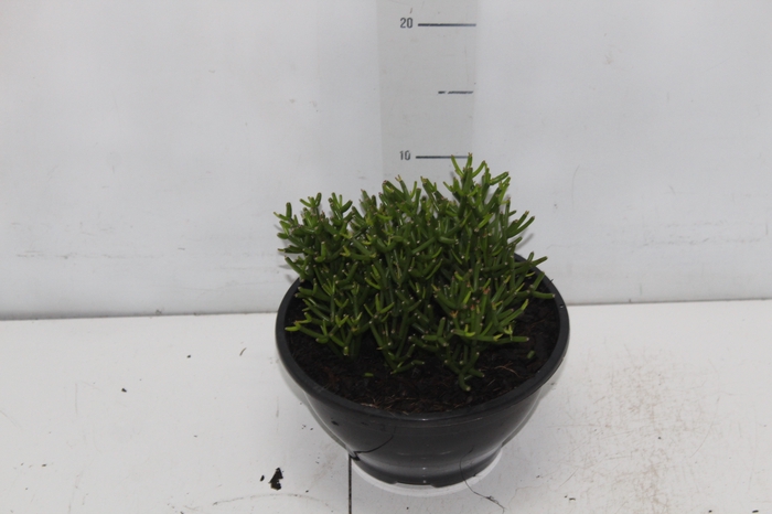 <h4>RHIPSALIS C18</h4>