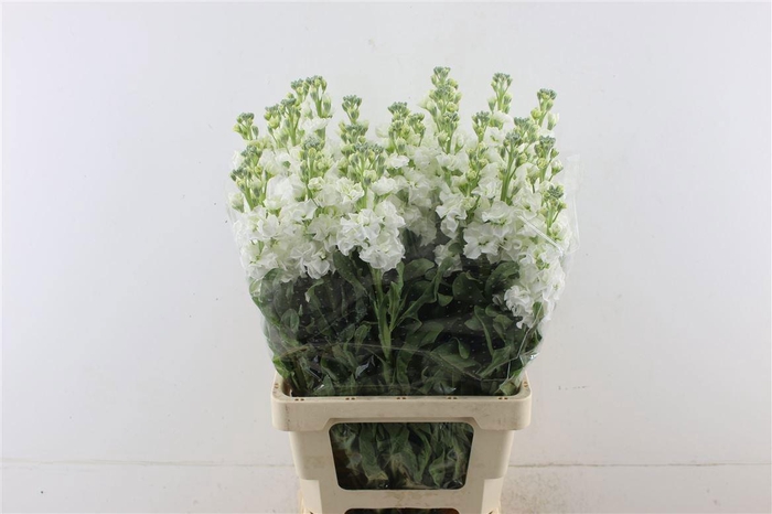 <h4>MATTH IRON WHITE</h4>