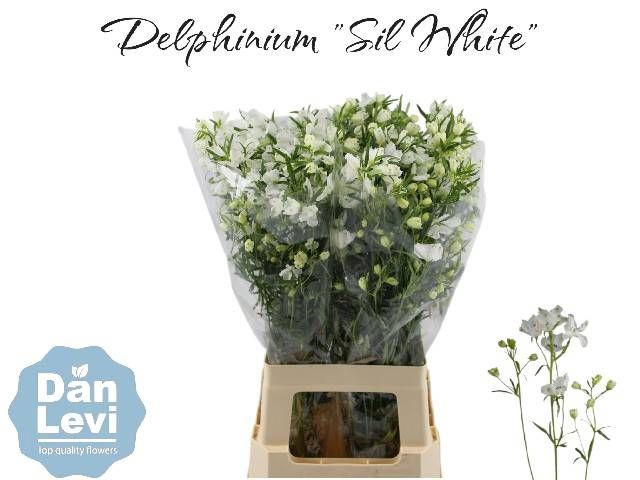 <h4>DELPH EN M SIL WHITE</h4>