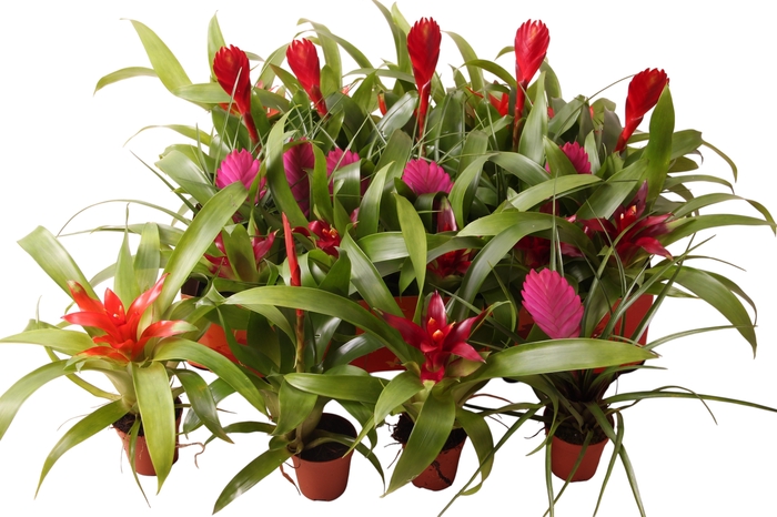 <h4>BROMELIA GEM</h4>
