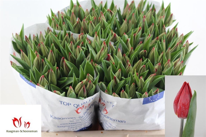 <h4>Tu En Strong Love</h4>