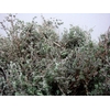 THYMUS WILD 400