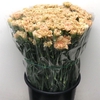 Rose Zaffiro Orange/green