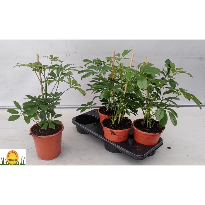 <h4>SCHEF AR COMPACTA</h4>