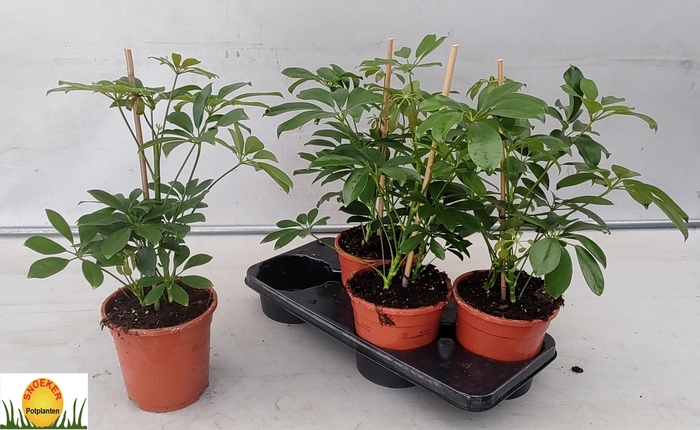 <h4>SCHEF AR COMPACTA</h4>