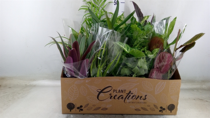 <h4>Planten Groen   ...mix 12</h4>